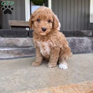 Laya, Mini Goldendoodle Puppy